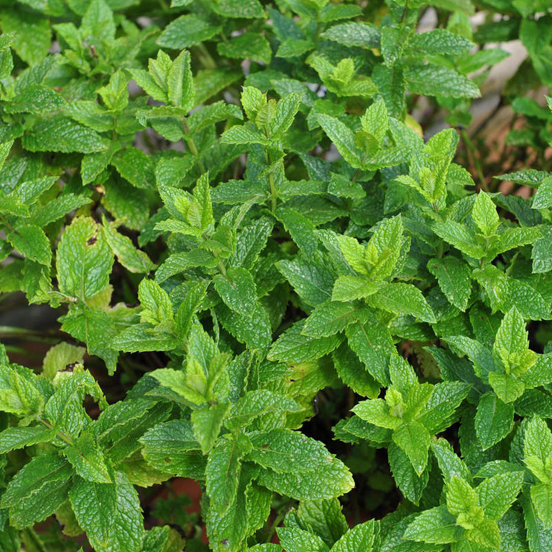 piccolo-moroccan-spearmint-seeds-plant-mudamstore