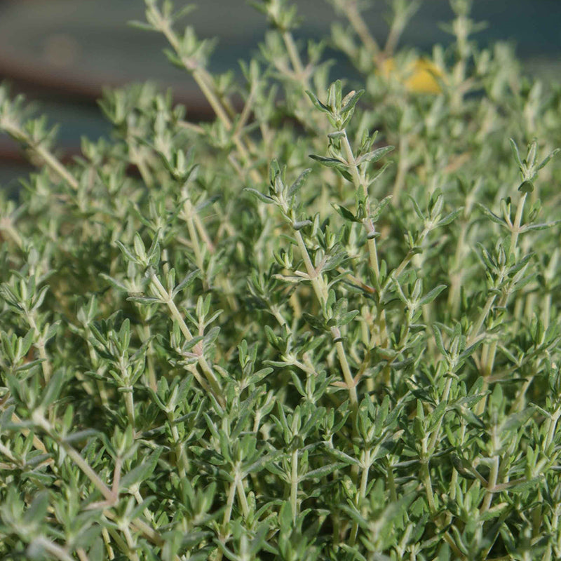 piccolo-thyme-de-provence-flower-mudamstore