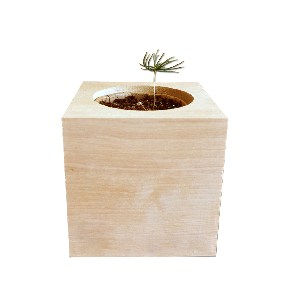 lavant-gardiste-fir-tree-to-grow-eco-cube-front-mudamstore